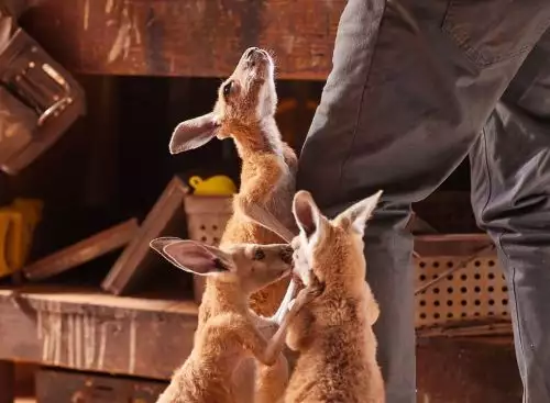 Kangaroo_134289251422715023_big-cine_deskt.webp